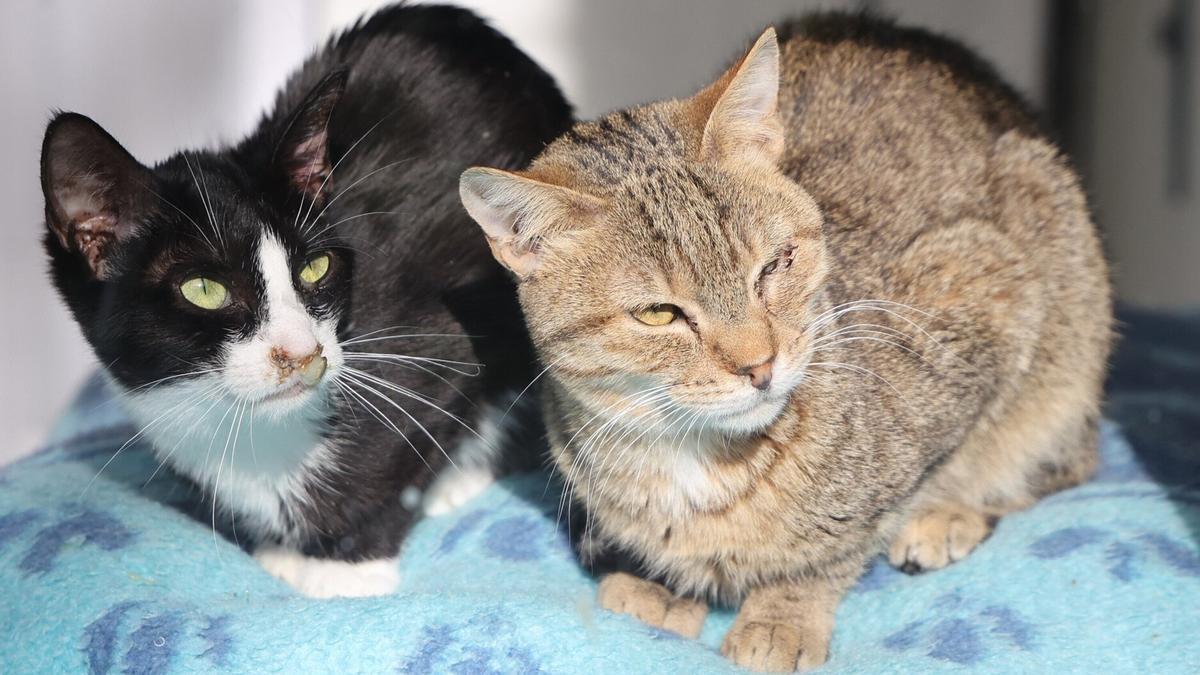 Dos gatos entrañables y dóciles acogidos por la Protectora de Gipuzkoa.