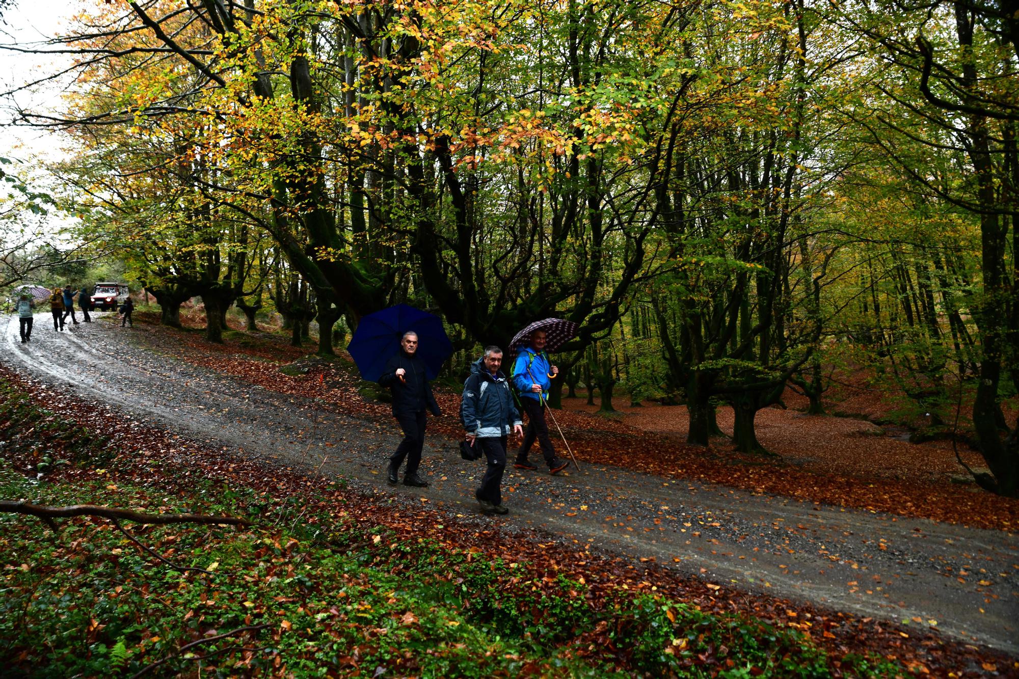Participantes de la travesía pasando junto al famoso hayedo de Otzarreta