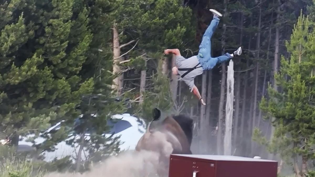 Se puede ver cómo el bisonte lanza al abuelo por los aires, hiriéndolo gravemente.
