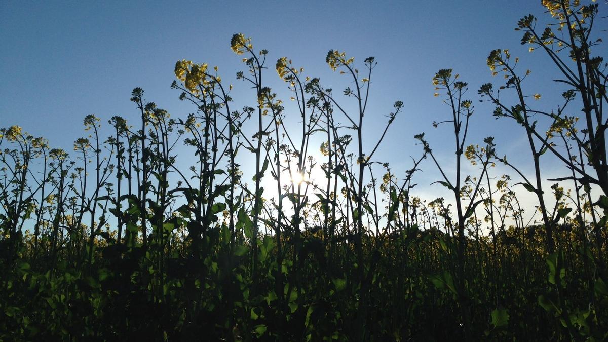 La vegetación florece en Navarra en primavera.