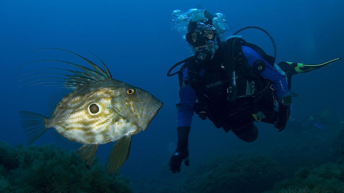 Persona buceando en las profundidades de la costa suroeste de Mallorca, Calvià.