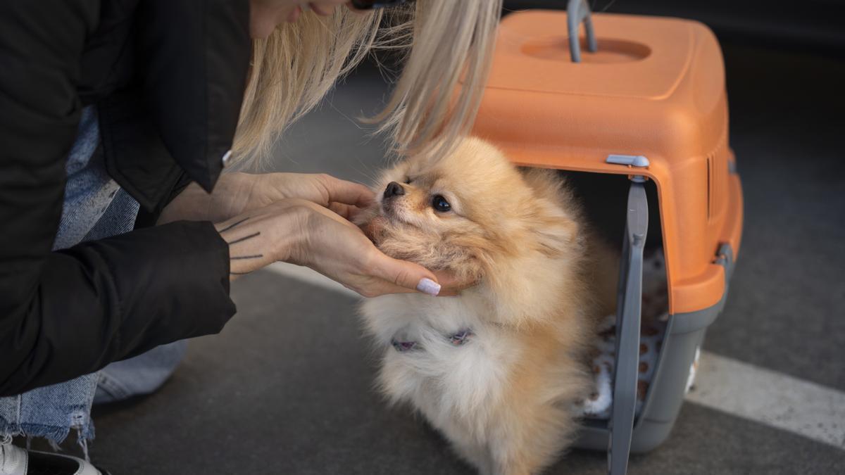 Un perro junto a su transportín.