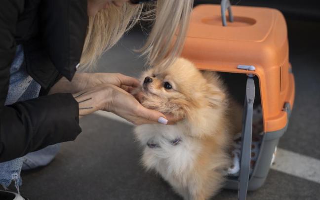 Un perro junto a su transportín.