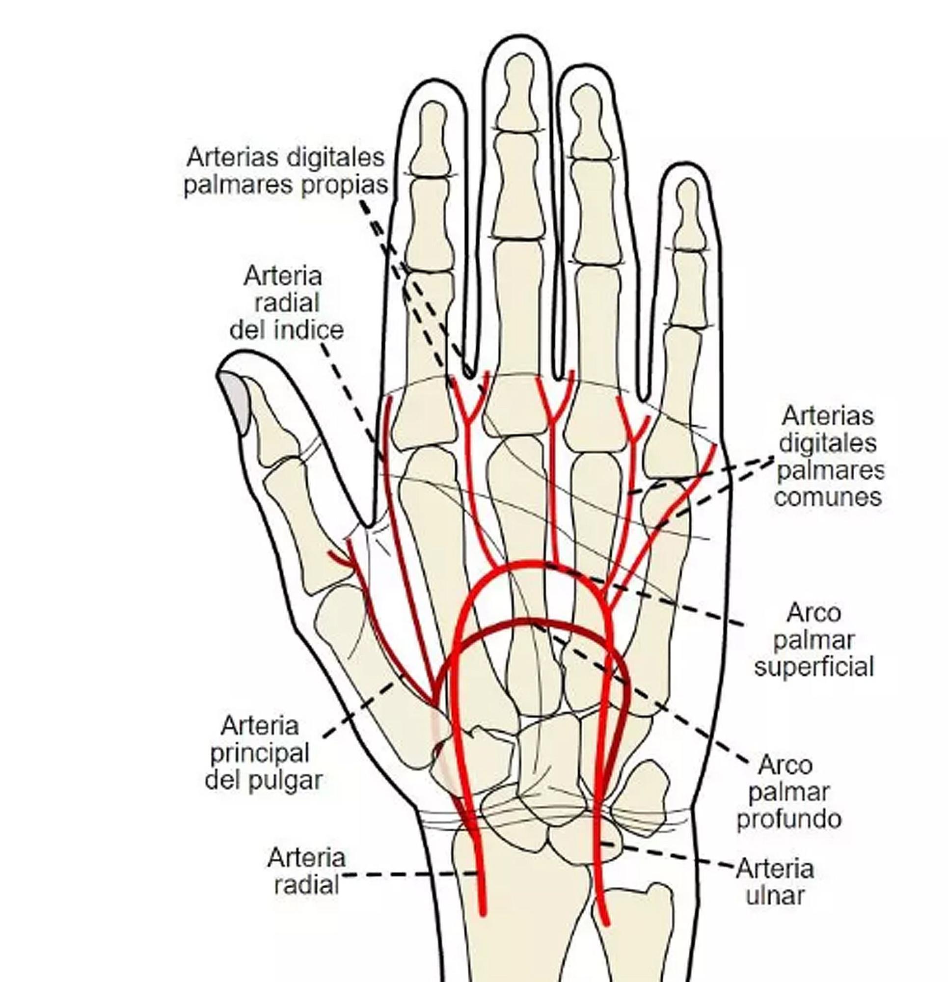 El patrón de las venas de la mano también nos hace únicos.