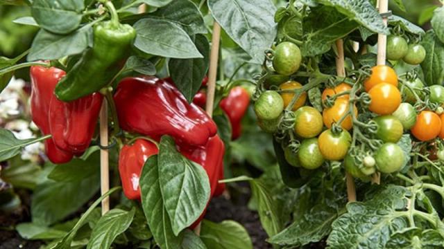 Con el tique de compra se repartirán plantas para el huerto (tomate, albahaca, pimiento y perejil).