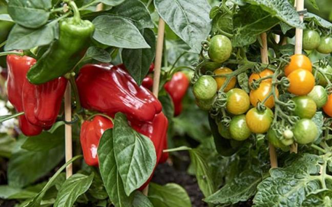 Con el tique de compra se repartirán plantas para el huerto (tomate, albahaca, pimiento y perejil). / N.G. Con el tique de compra se repartirán plantas para el huerto (tomate, albahaca, pimiento y perejil).