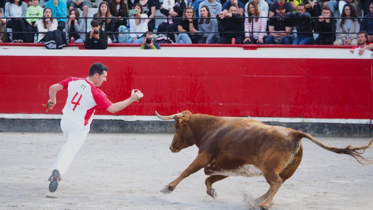 Los recortadores deberán tratar de colocar el mayor número de anillas en los cuernos de las vaquillas