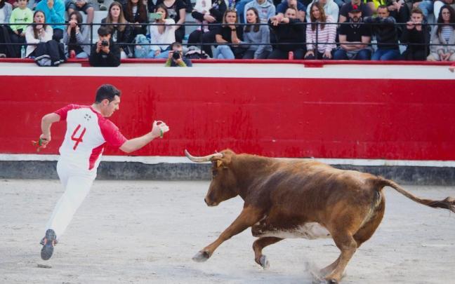 Los recortadores deberán tratar de colocar el mayor número de anillas en los cuernos de las vaquillas / Aitor Los recortadores deberán tratar de colocar el mayor número de anillas en los cuernos de las vaquillas