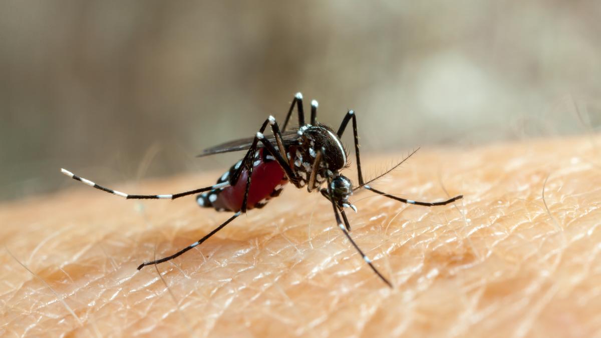 Aedes aegypti, conocido como el mosquito del dengue, mosquito momia o mosquito de la fiebre amarilla.