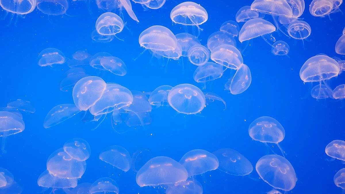 Unas medusas en el mar.