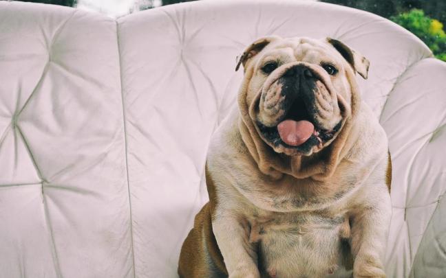 Once razas de de perro braquicéfalas