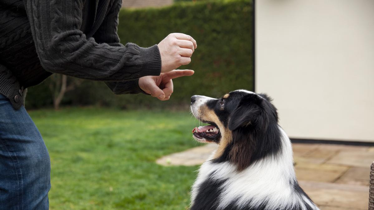 Perro aprende trucos junto a su dueño mediante recompensas y refuerzo positivo.