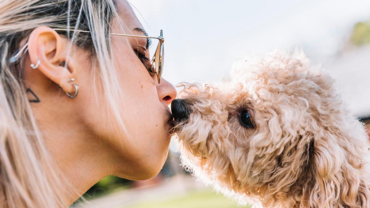 El olor es el desecadenante de la memoria de los perros.