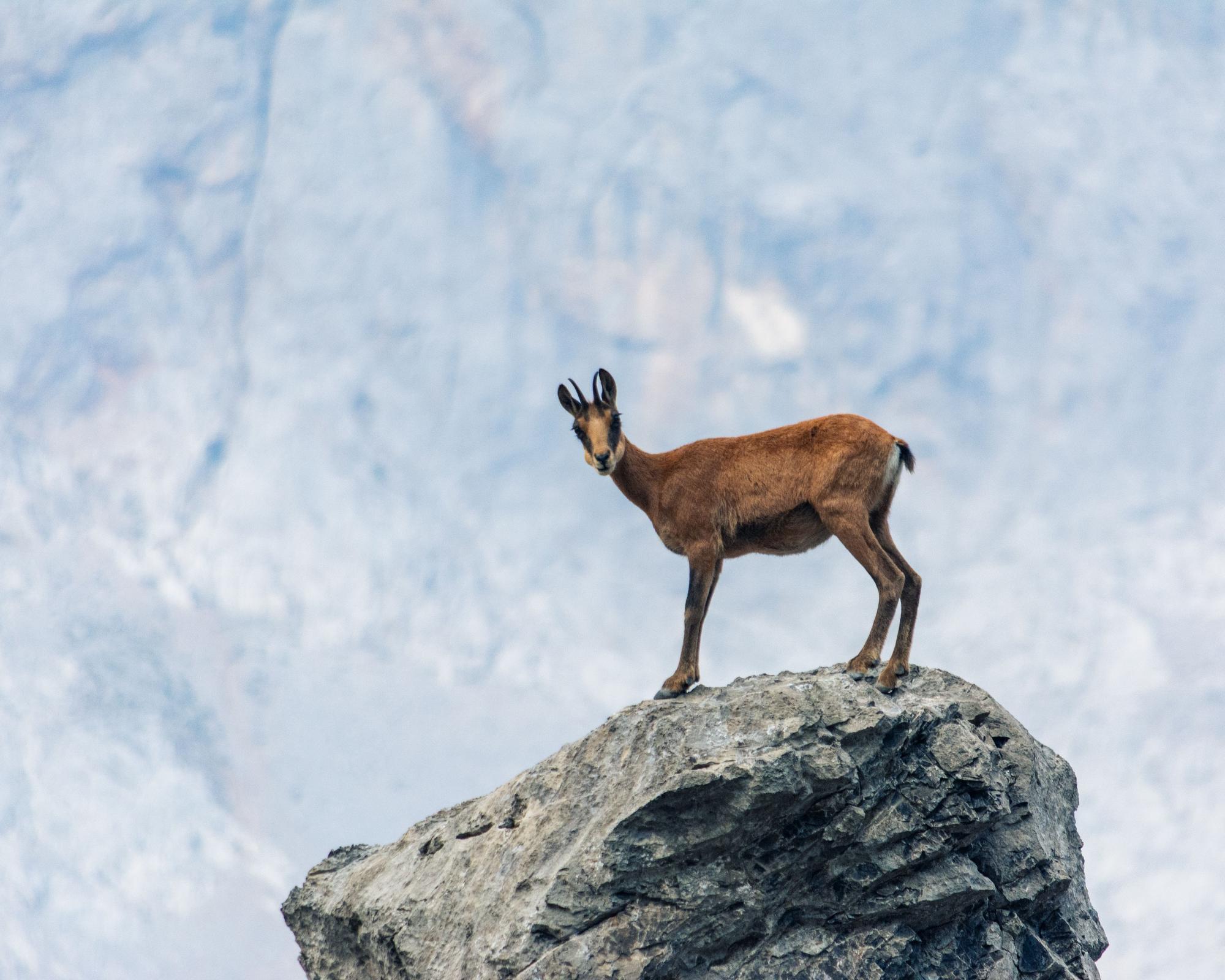 A veces, disfruta del monte sin cámara, solo con sus prismáticos.