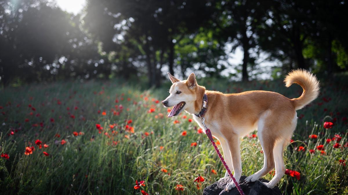 Un perro se prepara para exploirar un campo florecido en primavera.