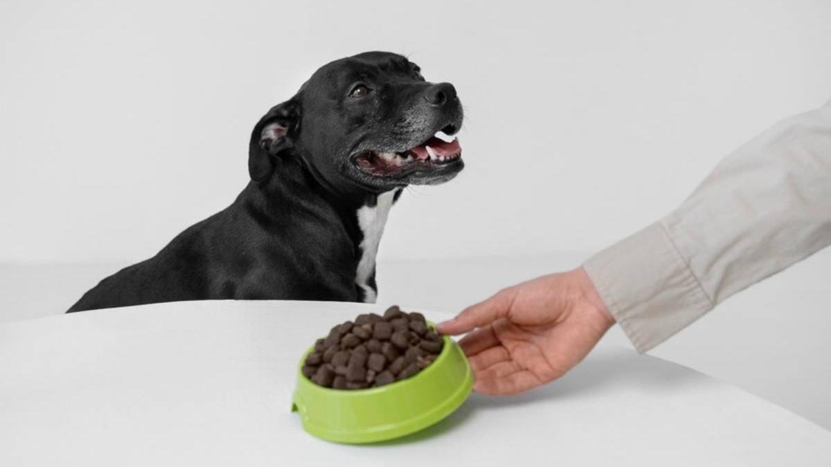 Mano sosteniendo un cuenco de comida para un perro adulto
