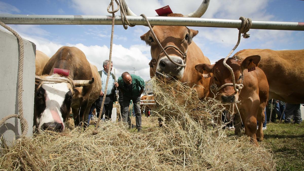 La sequía está complicando el almacenamiento de forraje para el ganado. EP