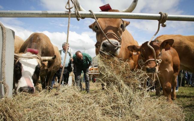 La sequía está complicando el almacenamiento de forraje para el ganado. EP
