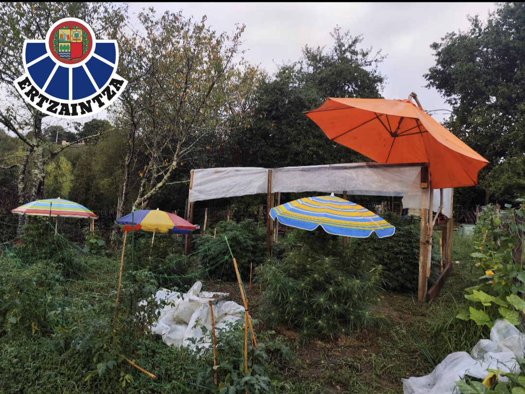 Varias plantas de marihuana localizadas por la Ertzaintza estaban protegidas con sombrillas de playa / ERTZAINTZA
