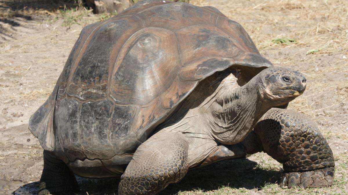 Tortuga de las Islas Galápagos (Chelonoidis niger). WIKIPEDIA