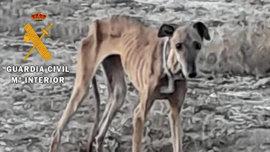 Estado de extrema delgadez en el que fue hallada la perra. Guardia Civil