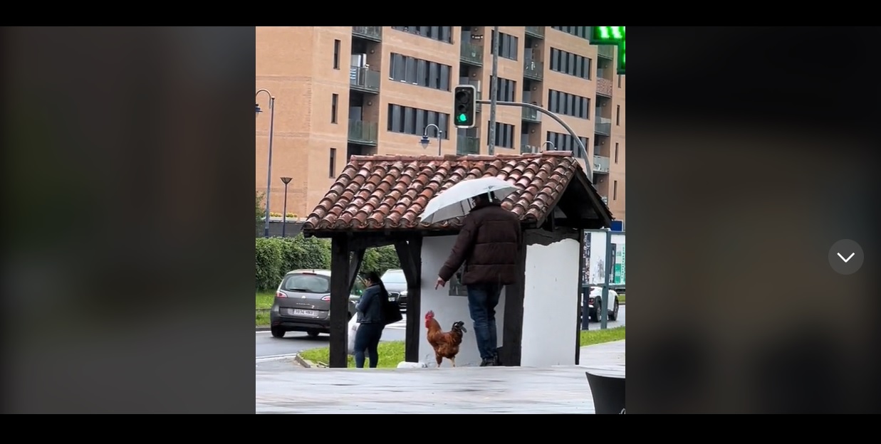 Un momento del vídeo publicado en Tik Tok por @gaizka_rodriguez en el que se ve al hombre paseando con el gallo por Oiartzun