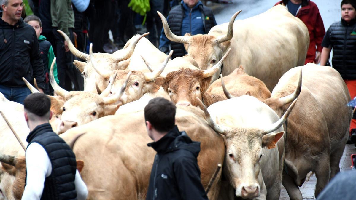 Entrada de vacas a la plaza del mercado en la feria de otoño en Elizondo. Ondikol