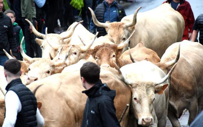 Entrada de vacas a la plaza del mercado en la feria de otoño en Elizondo. Ondikol