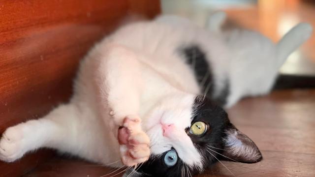 alimentacion gatos