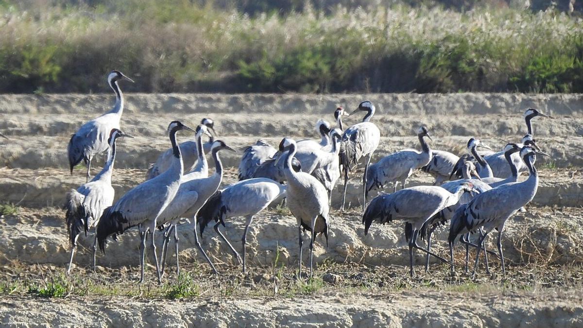 Un grupo de grullas comunes a orillas de la balsa de Zolina. Archivo