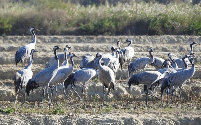 Un grupo de grullas comunes a orillas de la balsa de Zolina. Archivo