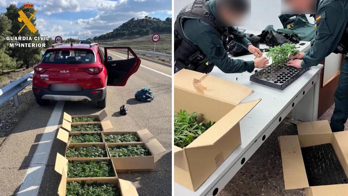 El vehículo interceptado en la AP-15 y las plantas de marihuana que transportaba. Guardia Civil