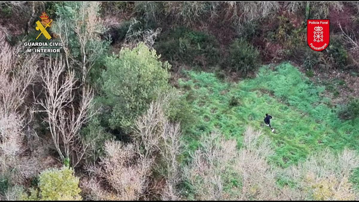 Plantación de marihuana en Sangüesa desmantelada. Guardia Civil de Navarra