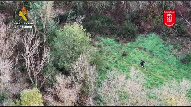 Plantación de marihuana en Sangüesa desmantelada. Guardia Civil de Navarra