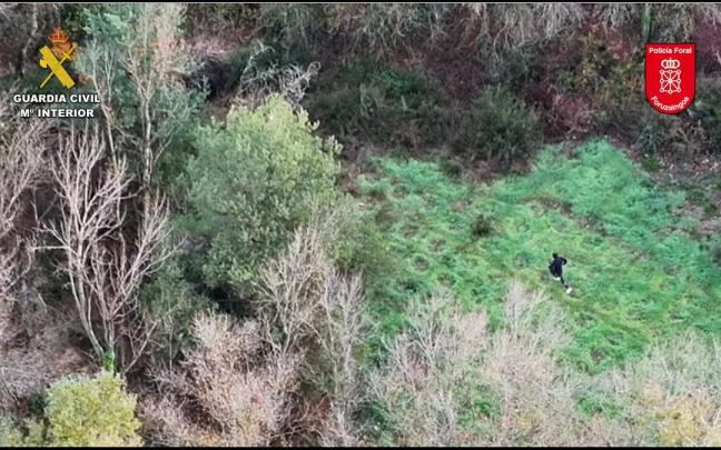 Plantación de marihuana en Sangüesa desmantelada. Guardia Civil de Navarra