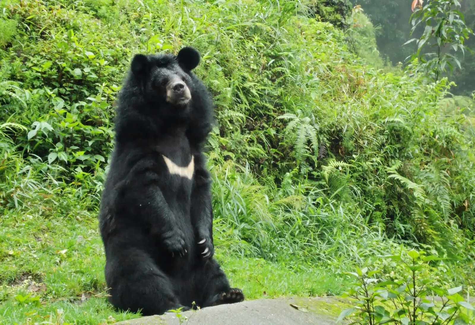 Incautados en el aeropuerto de Bilbao 10 botes de bilis de oso