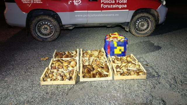 Hongos incautados. Policía Foral.