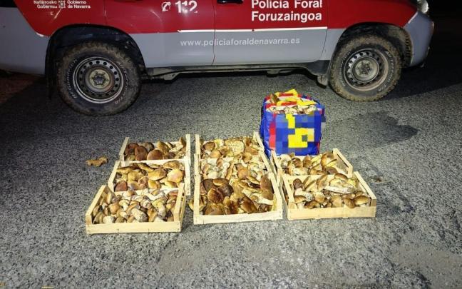 Hongos incautados. Policía Foral.