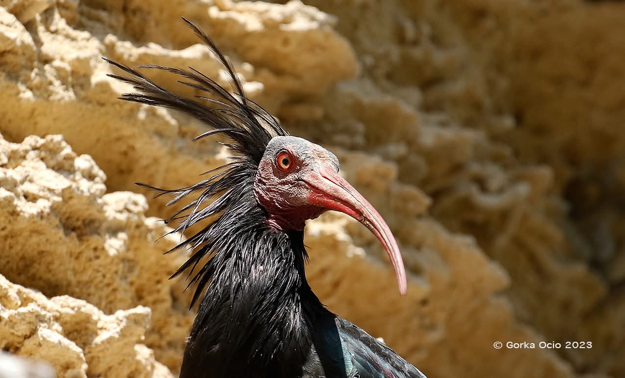 Ibis eremita | Imagen: Gorka Ocio