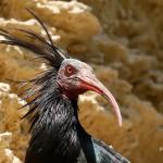 Ibis eremita | Imagen: Gorka Ocio