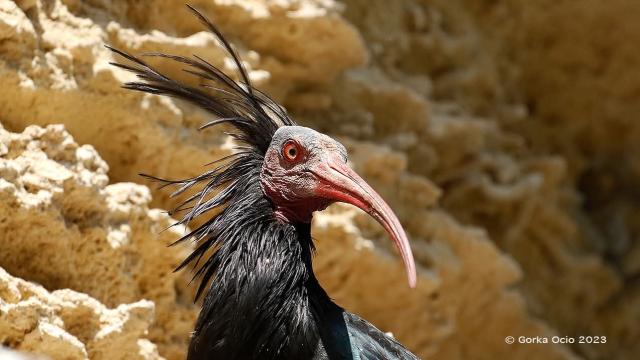 Ibis eremita | Imagen: Gorka Ocio