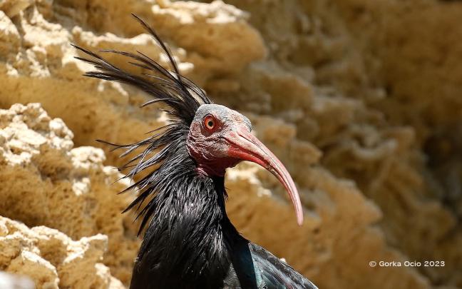 Ibis eremita | Imagen: Gorka Ocio
