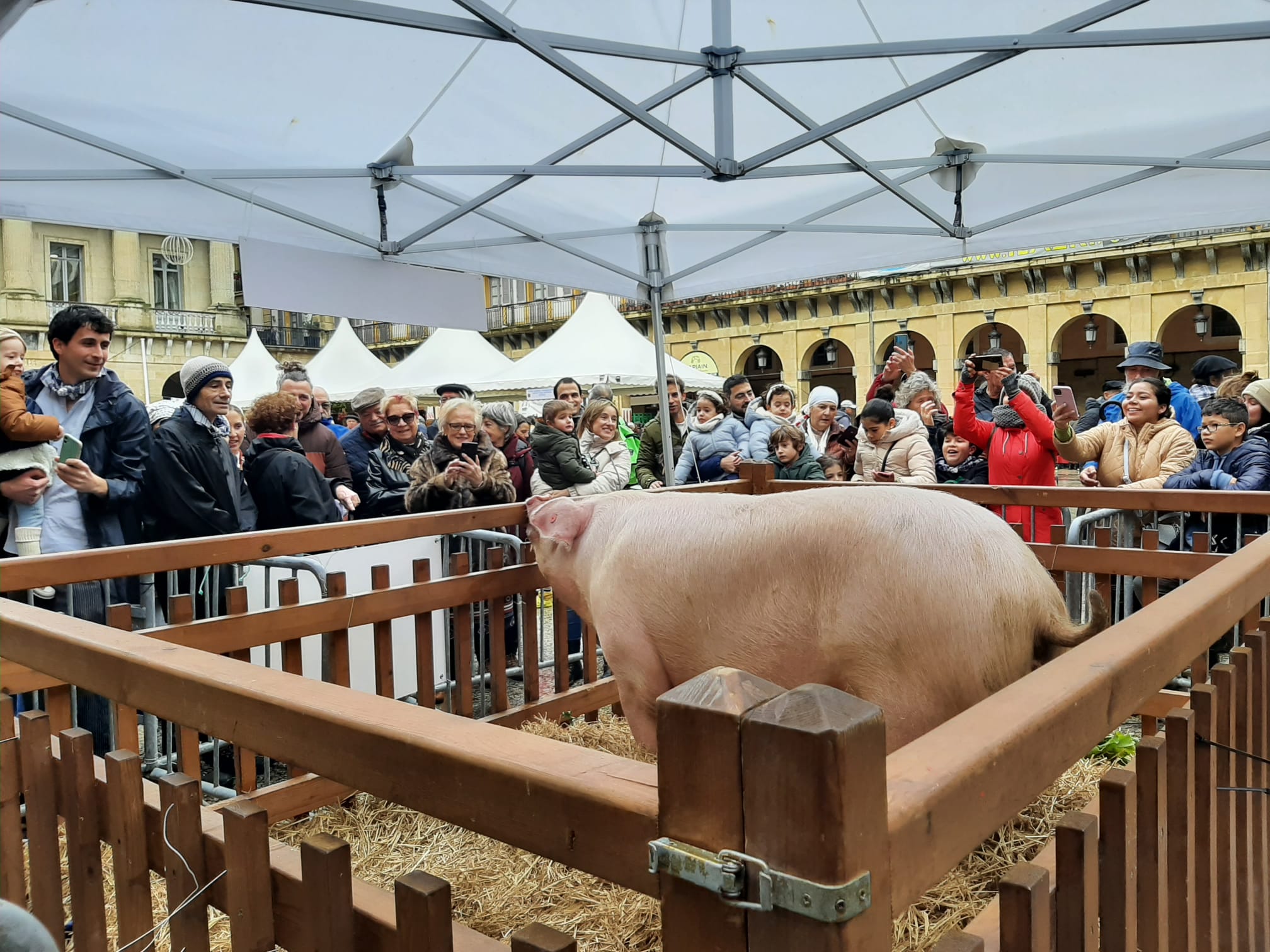 La cerda Xixili en la Plaza de la Constitución de Donostia