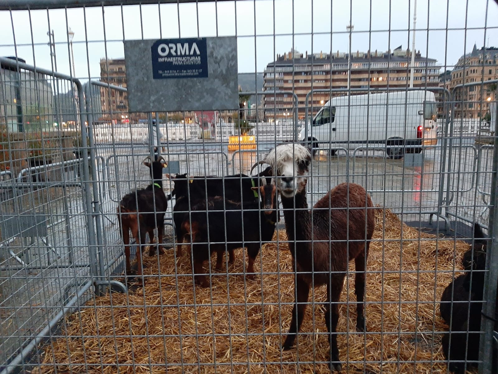 Alpaca en la exhibición de animales de la Plaza Okendo en Donostia