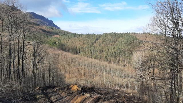 Imagen de archivo de un bosque en la zona de Legazpi, en Gipuzkoa