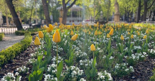 Casi 6.000 plantas florecen en Gasteiz con la llegada de la primavera. Foto: Ayuntamiento de Gasteiz