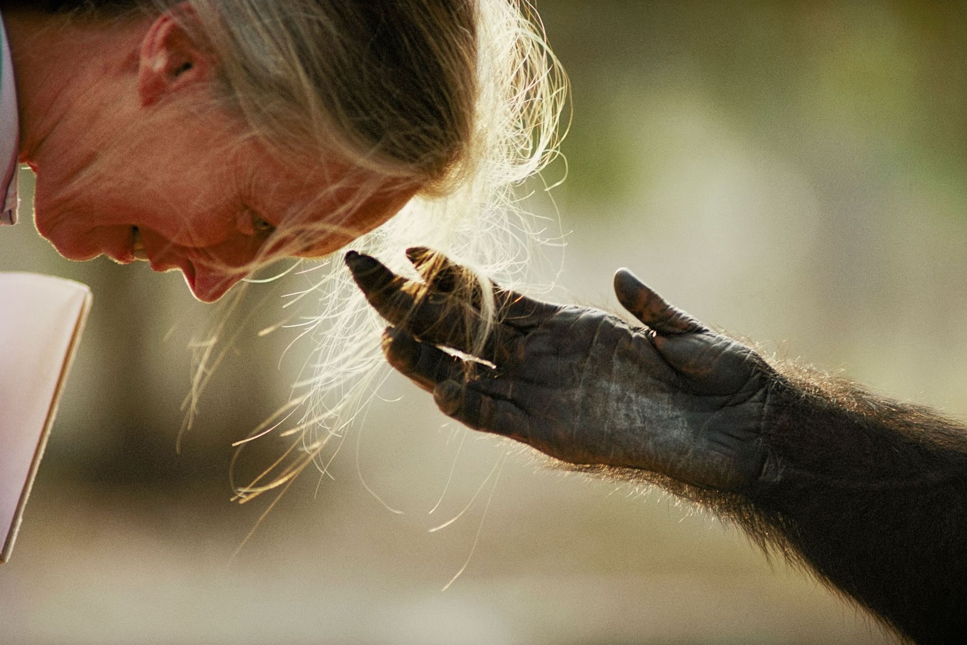 Jane Goodall Homenaje