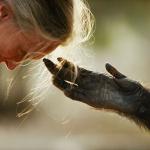 Jane Goodall Homenaje