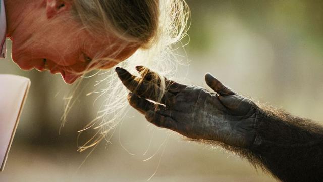 Jane Goodall Homenaje