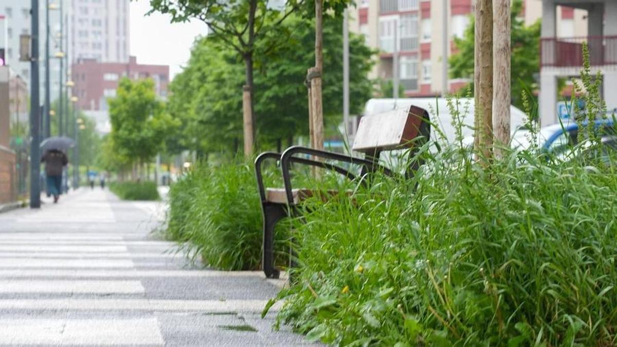 Hierbas altas junto a un banco de la calle Madrid de Vitoria. DNA